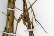 <strong>Poaceae - Hyparrhenia - Hyparrhenia mutica Clayton</strong><br />© hnb