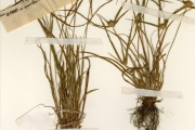 <strong>Cyperaceae - Cyperus - Cyperus metzii (Steud.) Mattf. & Kük.</strong><br />© hnb