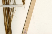 <strong>Poaceae - Heteropogon - Heteropogon contortus (L.) P.Beauv. ex Roem. & Schult.</strong><br />© hnb