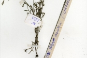 <strong>Scrophulariaceae - Striga - Striga asiatica (L.) Kuntze</strong><br />© hnb
