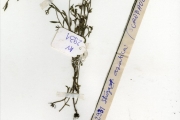 <strong>Scrophulariaceae - Striga - Striga asiatica (L.) Kuntze</strong><br />© hnb