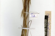 <strong>Poaceae - Andropogon - Andropogon chinensis (Nees) Merr.</strong><br />© hnb