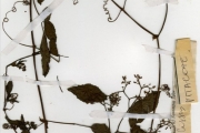 <strong>Vitaceae - Cyphostemma - Cyphostemma adenocaule (Steud.) Desc.</strong><br />© hnb