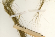 <strong>Poaceae - Aristida - Aristida kerstingii Pilg.</strong><br />© hnb