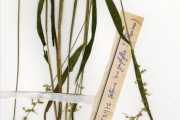 <strong>Poaceae - Setaria - Setaria barbata (Lam.) Kunth</strong><br />© hnb