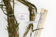 <strong>Poaceae - Setaria - Setaria barbata (Lam.) Kunth</strong><br />© hnb