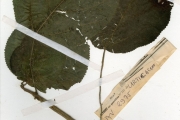 <strong>Urticaceae - Laportea - Laportea aestuans (L.) Chew</strong><br />© hnb