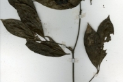 <strong>Rubiaceae - Rothmannia - Rothmannia longiflora Salisb.</strong><br />© hnb