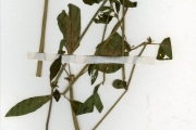 <strong>Acanthaceae - Justicia - Justicia insularis T.Anderson</strong><br />© hnb