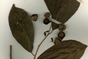 <strong>Ebenaceae - Diospyros - Diospyros monbuttensis Gürke</strong><br />© hnb