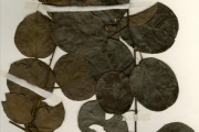 <strong>Menispermaceae - Triclisia - Triclisia subcordata Oliv.</strong><br />© hnb