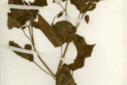 <strong>Solanaceae - Physalis - Physalis pubescens L.</strong><br />© hnb