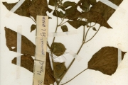 <strong>Solanaceae - Physalis - Physalis pubescens L.</strong><br />© hnb