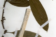 <strong>Sterculiaceae - Cola - Cola nitida (Vent.) Schott & Endl.</strong><br />© hnb