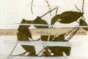 <strong>Phytolaccaceae - Petiveria - Petiveria alliacea L.</strong><br />© hnb