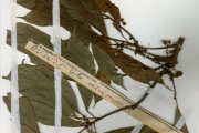 <strong>Sterculiaceae - Cola - Cola acuminata (P.Beauv.) Schott & Endl.</strong><br />© hnb