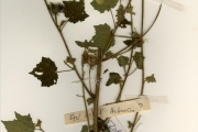 <strong>Malvaceae - Hibiscus - Hibiscus physaloides Guill. & Perr.</strong><br />© hnb