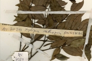 <strong>Annonaceae - Xylopia - Xylopia aethiopica (Dunal) A.Rich.</strong><br />© hnb