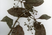<strong>Rubiaceae - Psychotria - Psychotria calva Hiern</strong><br />© hnb