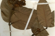 <strong>Malpighiaceae - Heteroptis - Heteroptis leona (Cav.) Exell</strong><br />© hnb