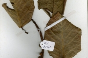 <strong>Moraceae - Ficus - Ficus trichopoda Baker</strong><br />© hnb