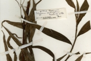 <strong>Polygonaceae - Persicaria - Persicaria salicifolia (Brouss. ex Willd.) Assenov</strong><br />© hnb