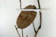 <strong>Leguminosae-Papilionoideae - Ostryocarpus - Ostryocarpus riparius Hook.f.</strong><br />© hnb