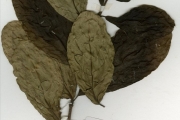 <strong>Rubiaceae - Mussaenda - Mussaenda arcuata Lam. ex Poir.</strong><br />© hnb
