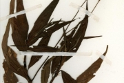 <strong>Polygonaceae - Persicaria - Persicaria pulchra (Blume) Soják</strong><br />© hnb