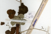 <strong>Passifloraceae - Adenia - Adenia cissampeloides (Planch. ex Hook.) Harms</strong><br />© hnb