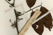 <strong>Leguminosae-Papilionoideae - Dalbergia - Dalbergia crispa Hepper</strong><br />© hnb