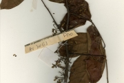 <strong>Leguminosae-Papilionoideae - Dalbergia - Dalbergia crispa Hepper</strong><br />© hnb