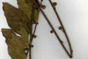 <strong>Moraceae - Ficus - Ficus asperifolia Miq.</strong><br />© hnb