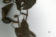 <strong>Rubiaceae - Oligocodon - Oligocodon cunliffeae (Wernham) Keay</strong><br />© hnb