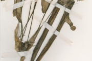 <strong>Amaryllidaceae - Crinum - Crinum jagus (J.Thomps.) Dandy</strong><br />© hnb
