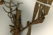 <strong>Arecaceae - Eremospatha - Eremospatha macrocarpa G.Mann & H.Wendl.</strong><br />© hnb