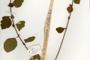 <strong>Tiliaceae - Triumfetta - Triumfetta rhomboidea Jacq.</strong><br />© hnb