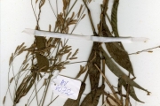 <strong>Poaceae - Megastachya - Megastachya mucronata (Poir.) P.Beauv.</strong><br />© hnb