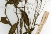 <strong>Poaceae - Megastachya - Megastachya mucronata (Poir.) P.Beauv.</strong><br />© hnb