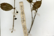 <strong>Rubiaceae - Psydrax - Psydrax horizontalis (Schumach. & Thonn.) Bridson</strong><br />© hnb