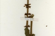 <strong>Lamiaceae - Platostoma - Platostoma africanum P.Beauv.</strong><br />© hnb