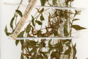 <strong>Poaceae - Panicum - Panicum brevifolium L.</strong><br />© hnb