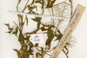 <strong>Poaceae - Panicum - Panicum brevifolium L.</strong><br />© hnb