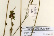 <strong>Leguminosae-Papilionoideae - Zornia - Zornia latifolia Sm.</strong><br />© hnb
