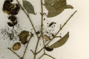 <strong>Clusiaceae - Garcinia - Garcinia kola Heckel</strong><br />© hnb