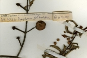 <strong>Clusiaceae - Symphonia - Symphonia globulifera L.f.</strong><br />© hnb