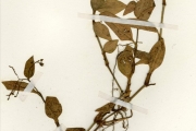 <strong>Commelinaceae - Aneilema - Aneilema umbrosum (Vahl) Kunth subsp. umbrosum</strong><br />© hnb