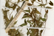 <strong>Poaceae - Panicum - Panicum brevifolium L.</strong><br />© hnb