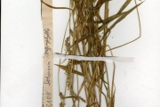 <strong>Poaceae - Setaria - Setaria barbata (Lam.) Kunth</strong><br />© hnb