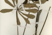 <strong>Moraceae - Musanga - Musanga cecropioides R.Br. ex Tedlie</strong><br />© hnb